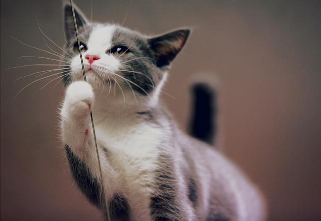 cute cat pictures