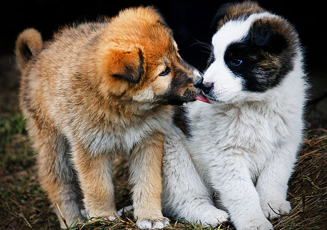cute photographs of puppies