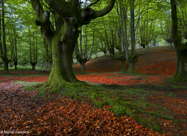 tree photographs