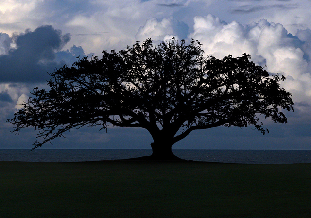 tree photographs