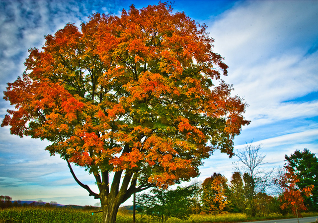 tree photographs