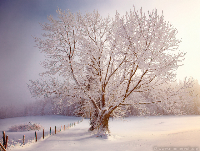 Tree photographs