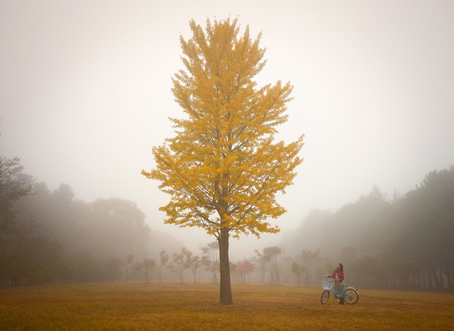 tree photographs