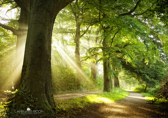 Tree Photographs