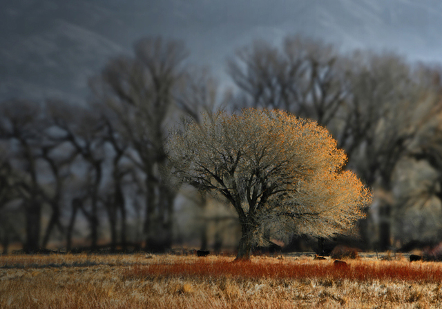 tree photographs