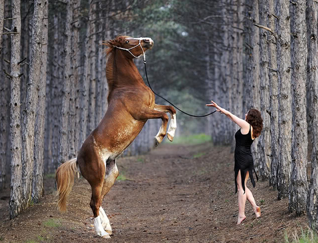 Horse Photographs