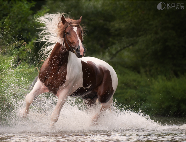 Horse Photographs