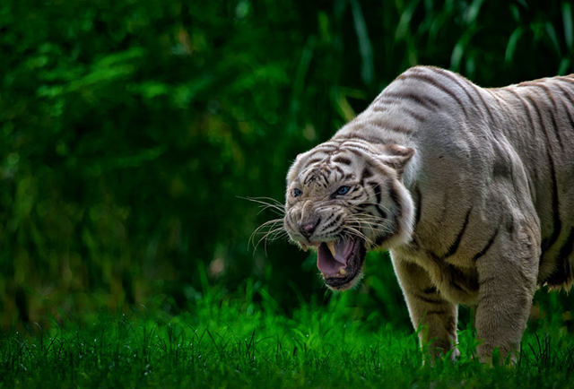 wild tiger pictures