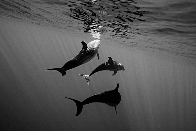 nice collection of dolphin pictures