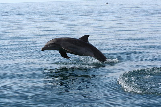 nice collection of dolphin pictures