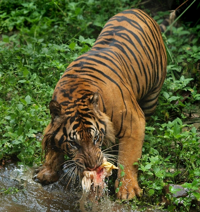 Tiger Photographs