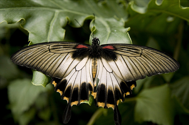 35 most beautiful butterfly pictures