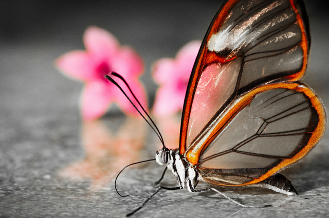 35 most beautiful butterfly pictures