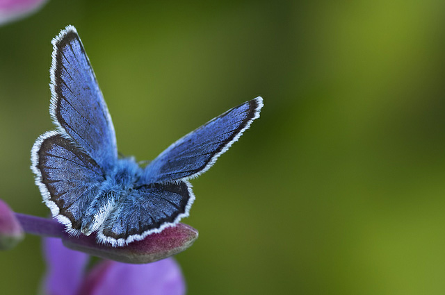 35 most beautiful butterfly pictures