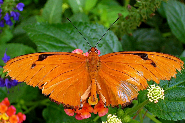 35 most beautiful butterfly pictures