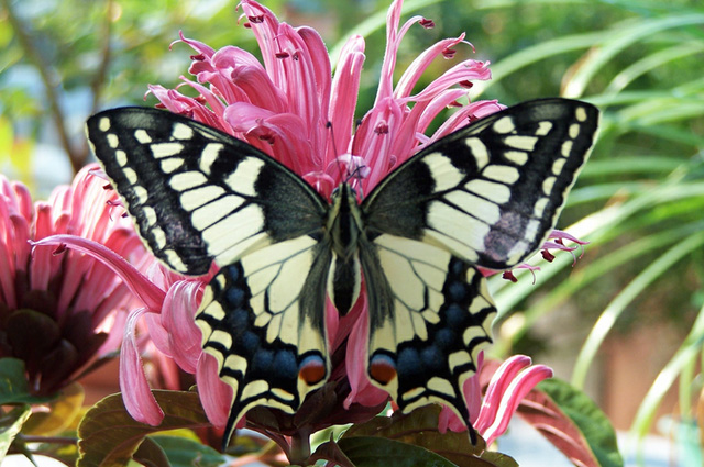 35 most beautiful butterfly pictures