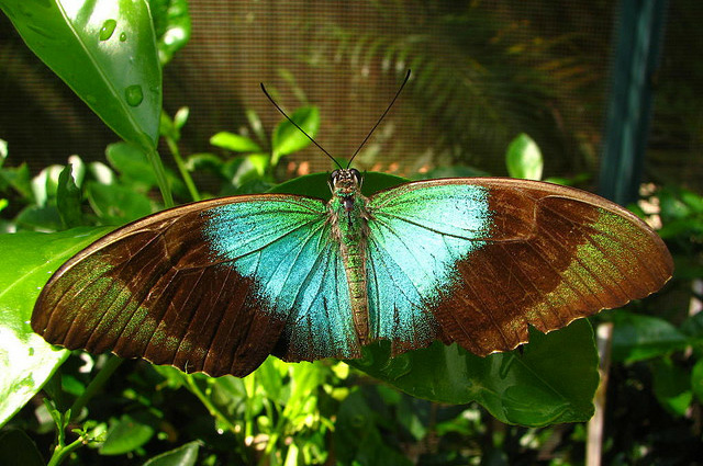 35 most beautiful butterfly pictures