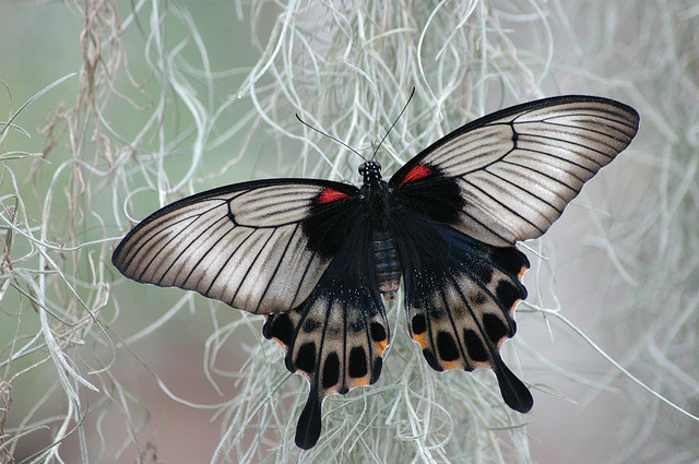 35 most beautiful butterfly pictures