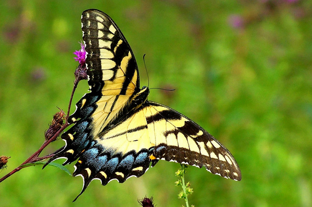 35 most beautiful butterfly pictures