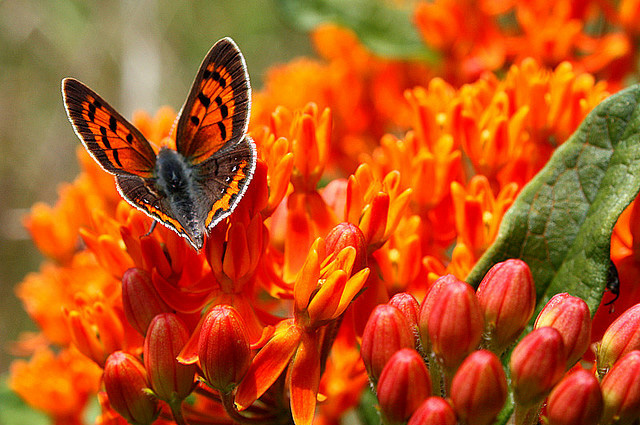 35 most beautiful butterfly pictures