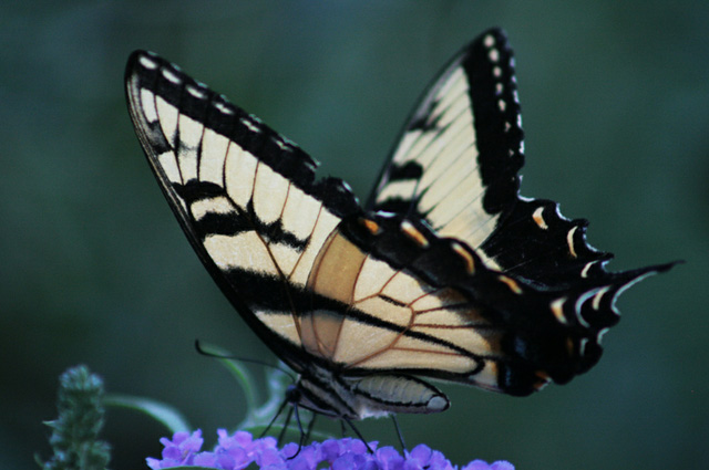 35 most beautiful butterfly pictures