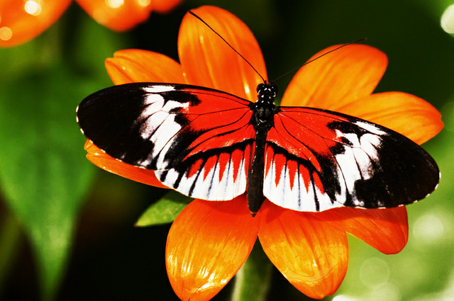 35 most beautiful butterfly pictures