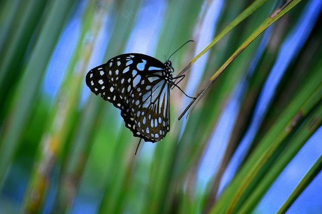 35 most beautiful butterfly pictures