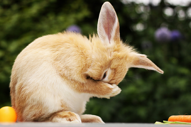 cute and lovable photographs of rabbits