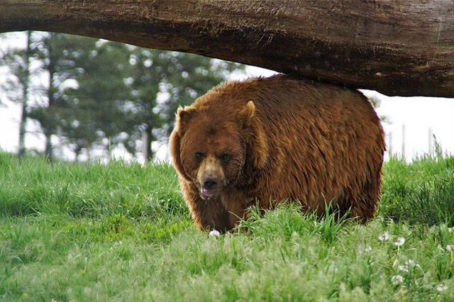 pictures of bears