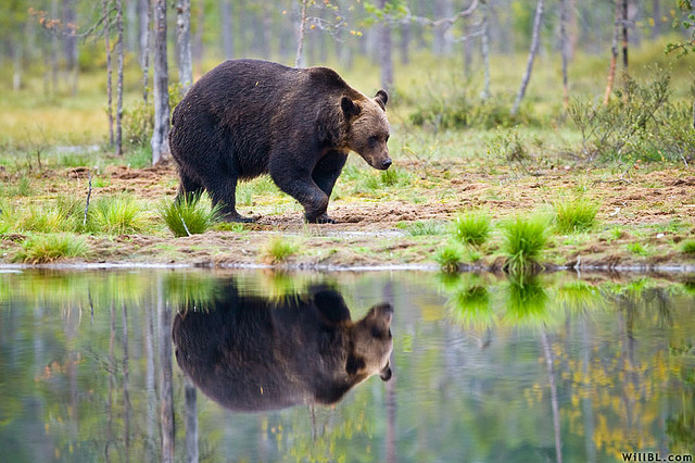 pictures of bears