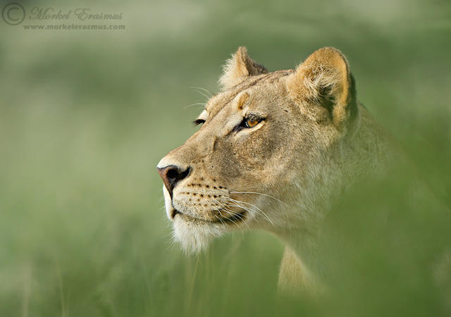 stunning and breathtaking pictures of lions