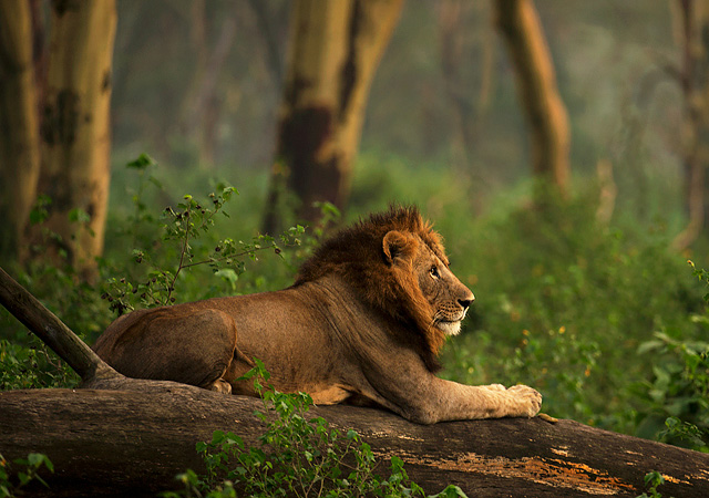 stunning and breathtaking pictures of lions