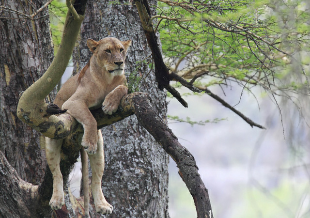 stunning and breathtaking pictures of lions