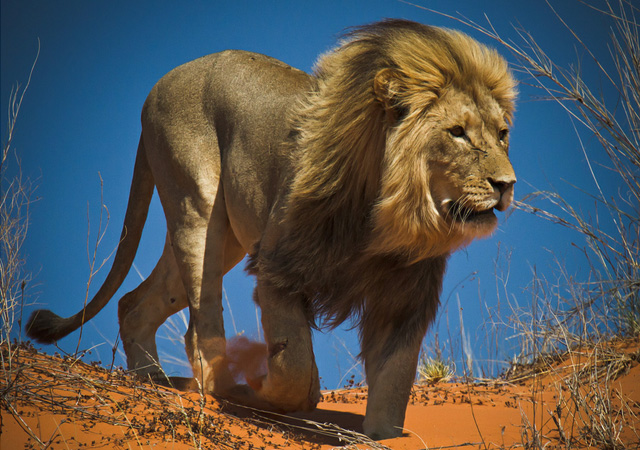 stunning and breathtaking pictures of lions