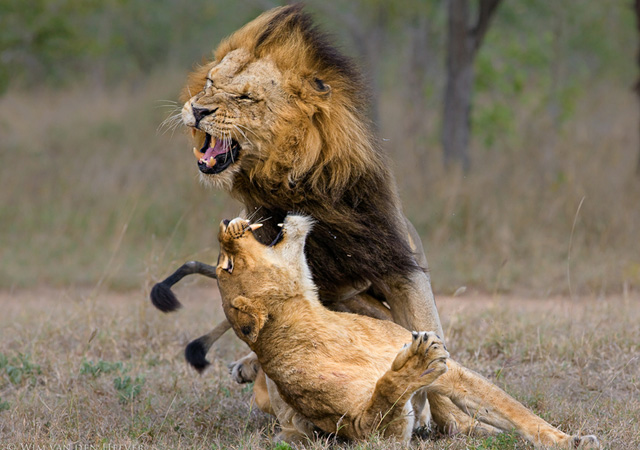 stunning and breathtaking pictures of lions