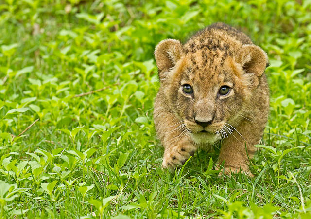 stunning and breathtaking pictures of lions