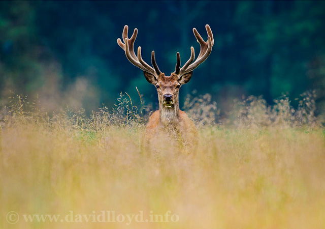 Deer images