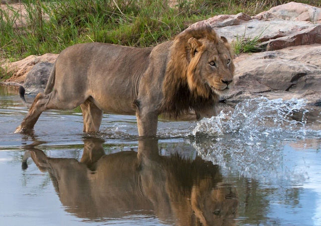 stunning and breathtaking pictures of lions