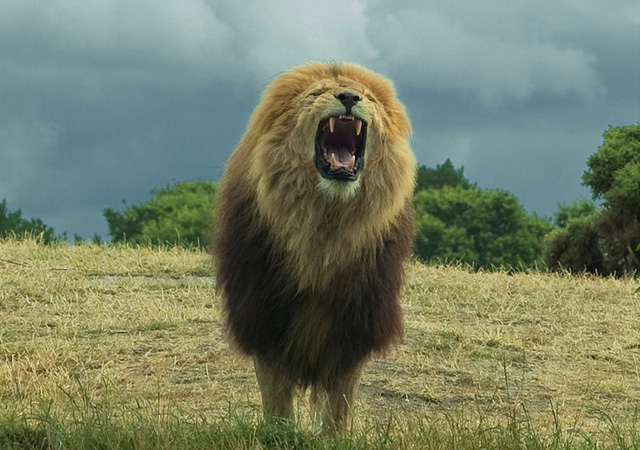 stunning and breathtaking pictures of lions
