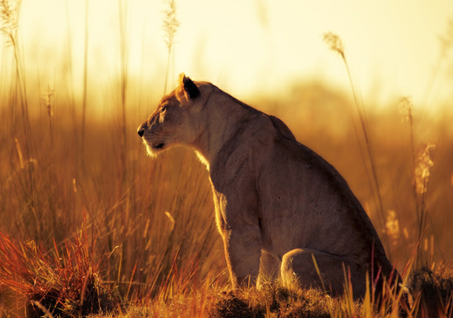 stunning and breathtaking pictures of lions