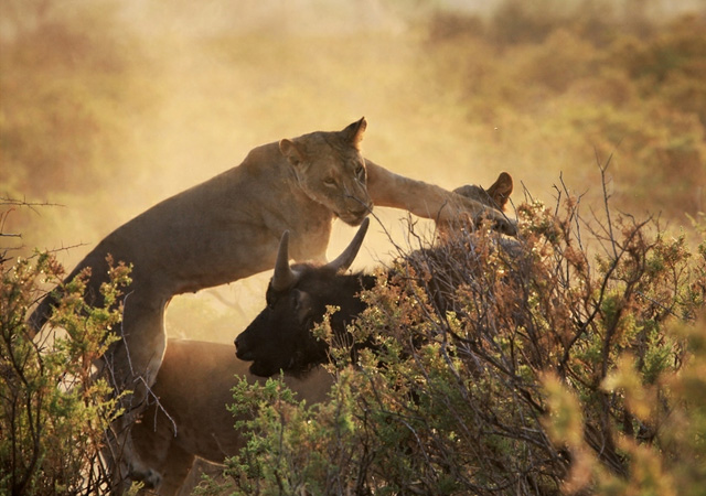 stunning and breathtaking pictures of lions