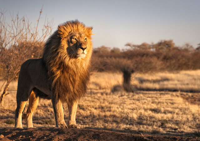 stunning and breathtaking pictures of  lions