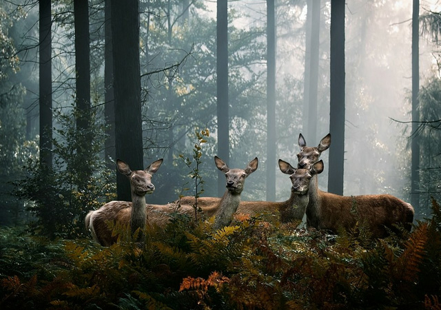 beautiful deer images