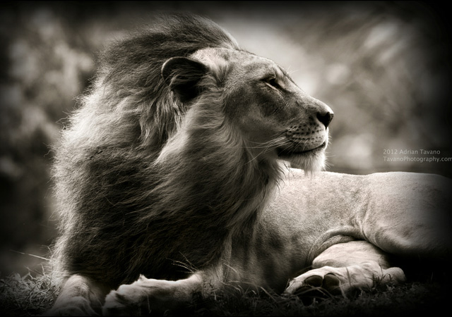 stunning and breathtaking pictures of lions