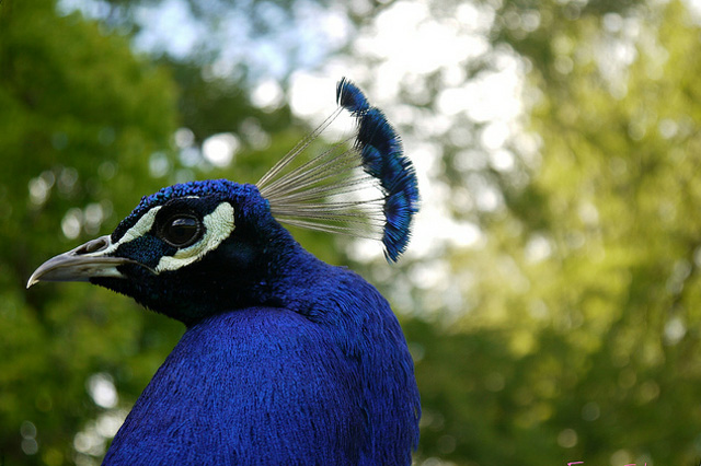 pictures of peacock feathers