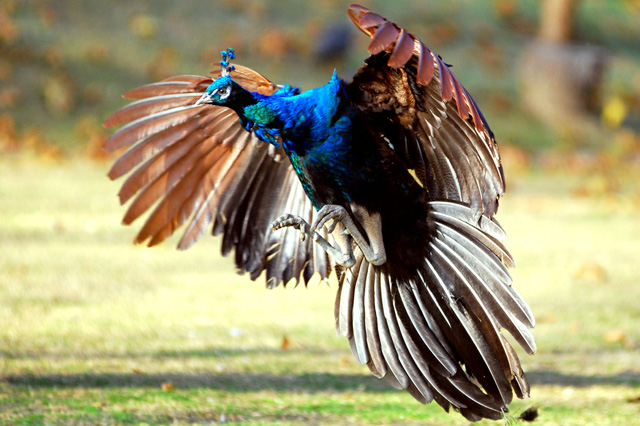 colorful and beautiful pictures of peacock