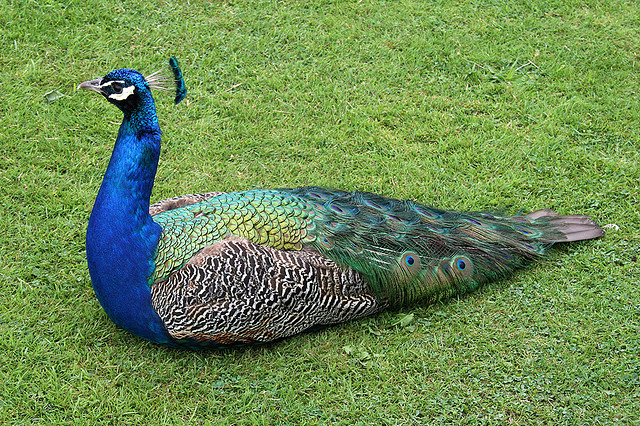 colorful and beautiful pictures of peacock