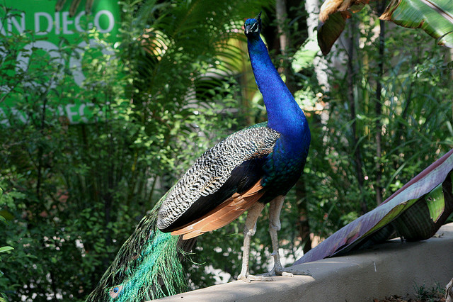 colorful and beautiful pictures of peacock