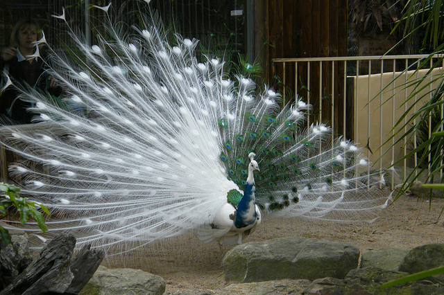 colorful and beautiful pictures of peacock