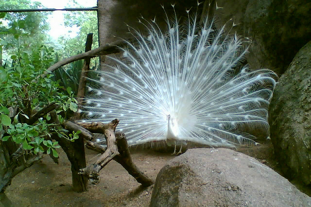 white peacock pictures, peacock HD wallpaper